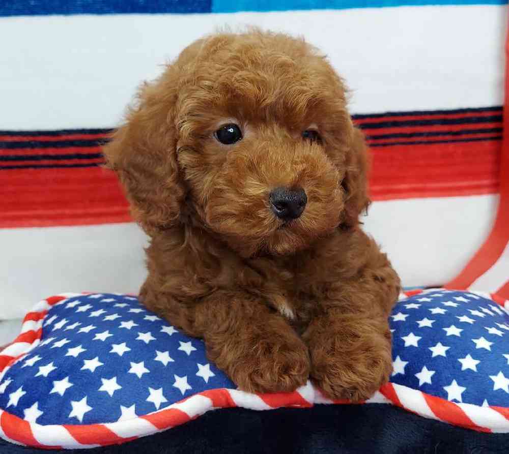Male Mini Poodle Puppy for sale