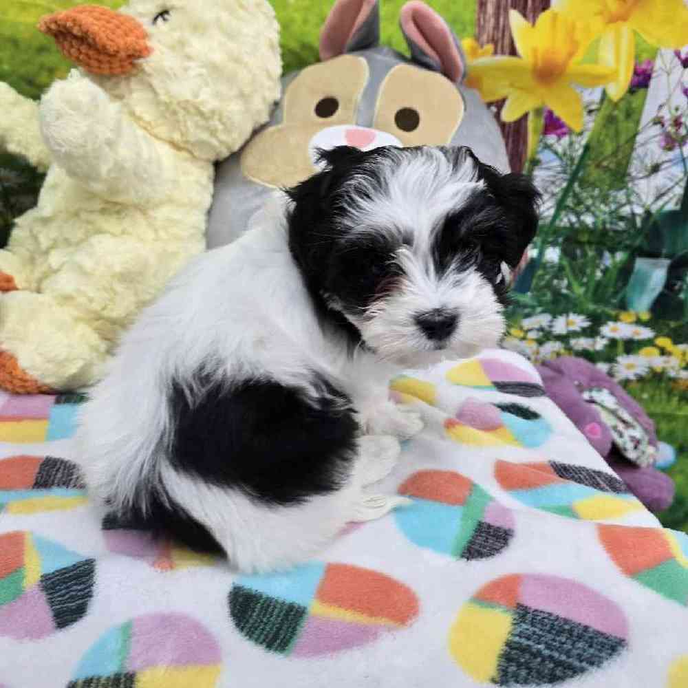 Female Coton De Tulear Puppy for Sale in Virginia Beach, VA