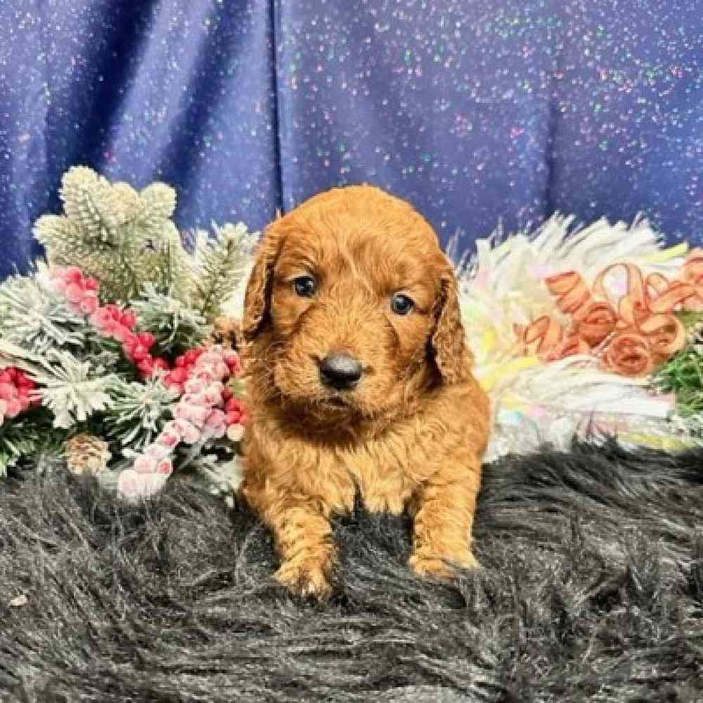 Male Goldendoodle Puppy for sale