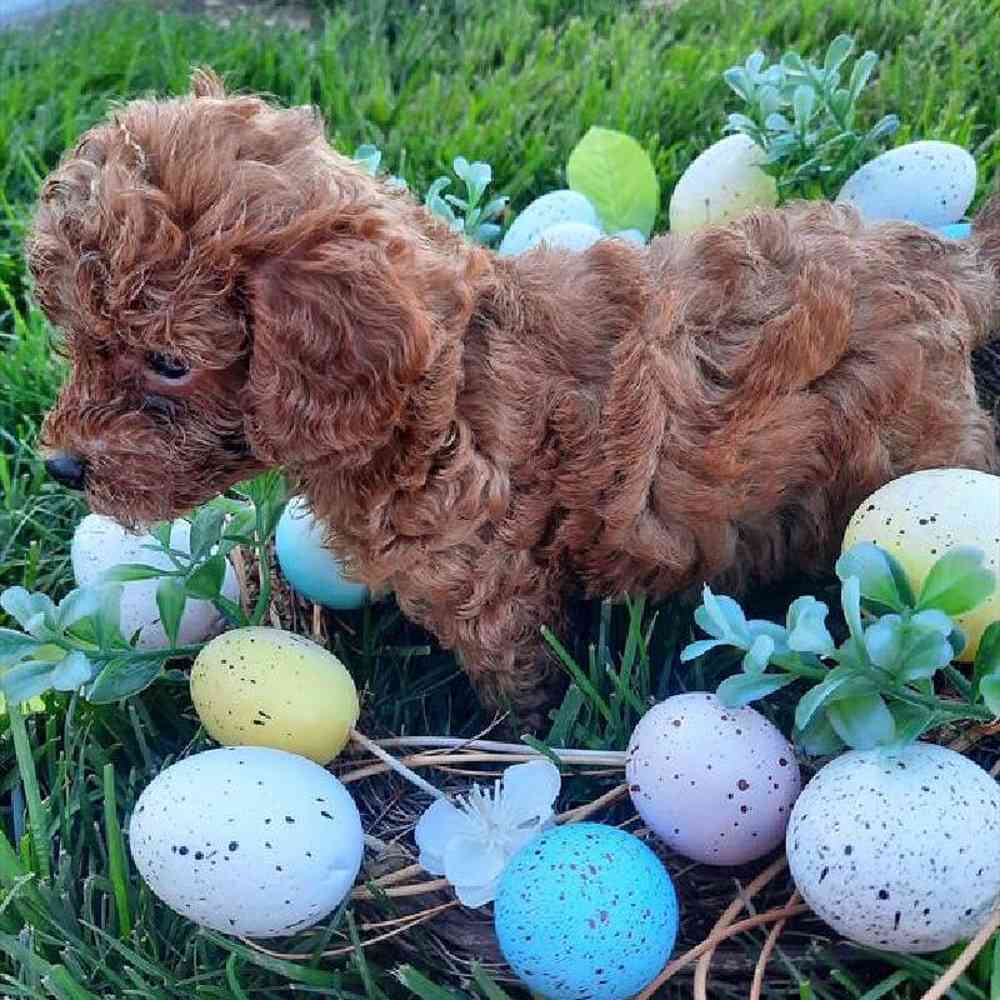 Male Mini Poodle Puppy for sale
