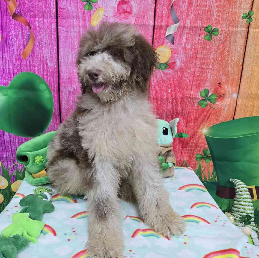 Female Standard Poodle Puppy for Sale in Virginia Beach, VA