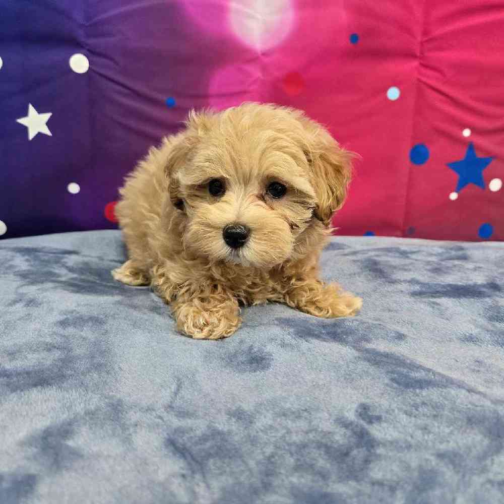 Male Maltipoo Puppy for Sale in Virginia Beach, VA