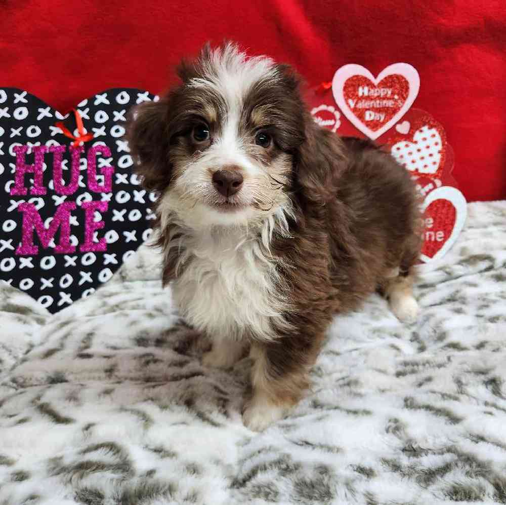 Female Mini Aussiedoodle Puppy for Sale in Virginia Beach, VA