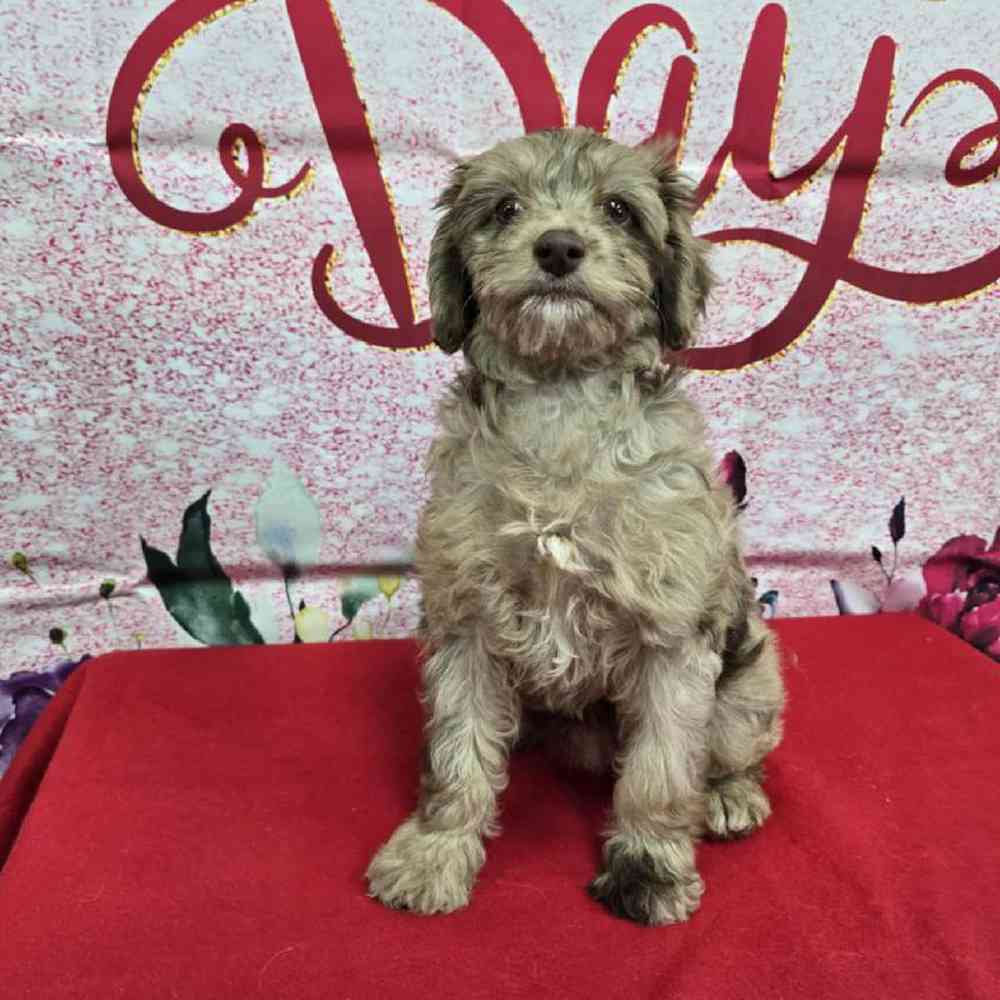 Female Havapoo Puppy for Sale in Virginia Beach, VA