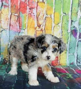 Miniature American Shepherd