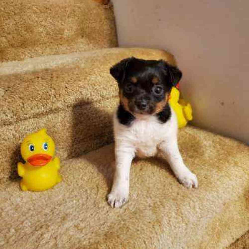 Male Rat Terrier Puppy for sale