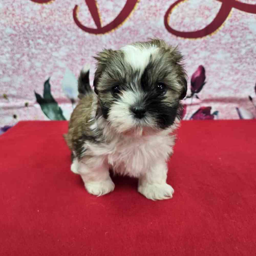 Female Shih Tzu Puppy for Sale in Virginia Beach, VA