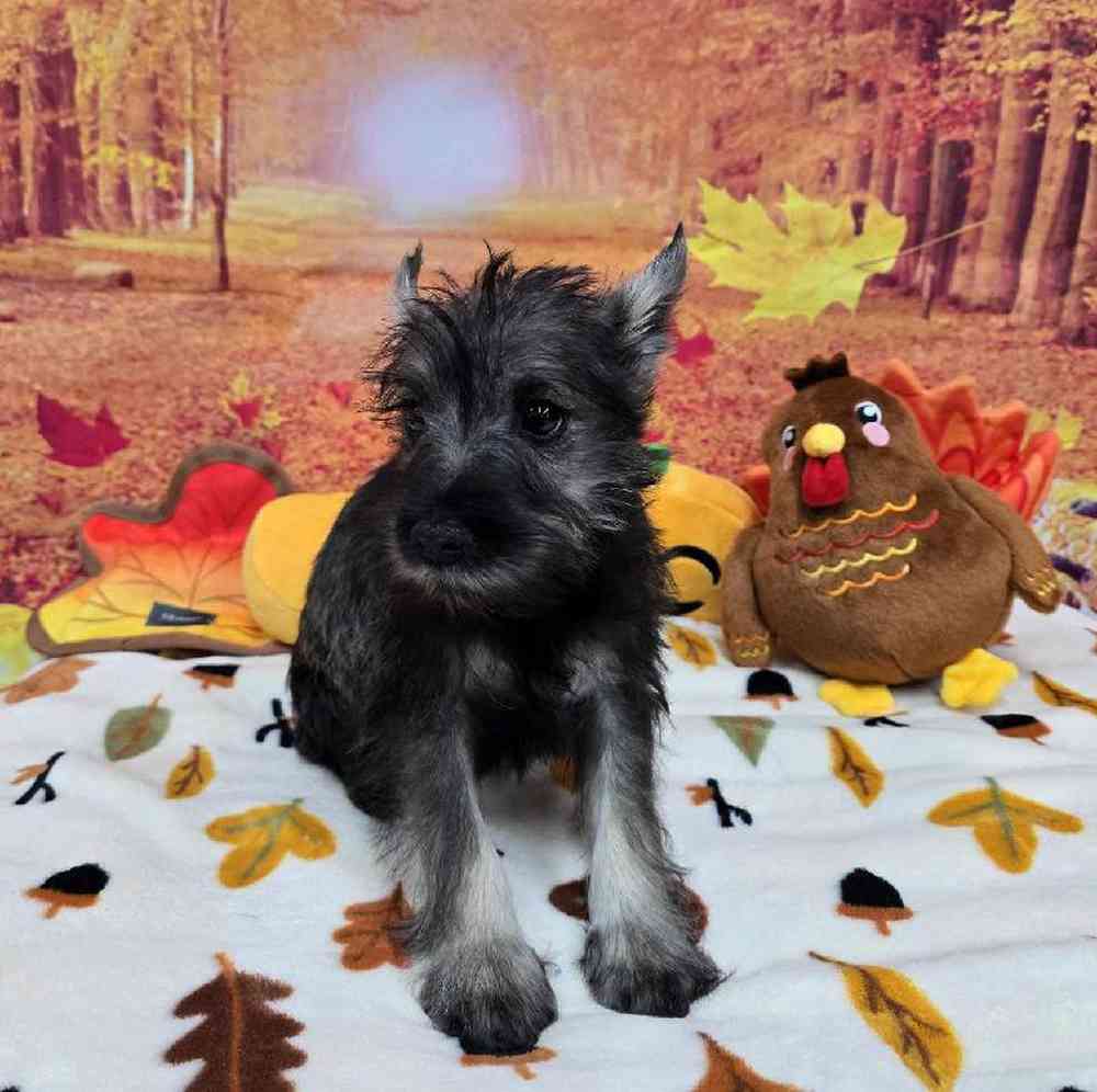 Male Mini Schnauzer Puppy for Sale in Virginia Beach, VA