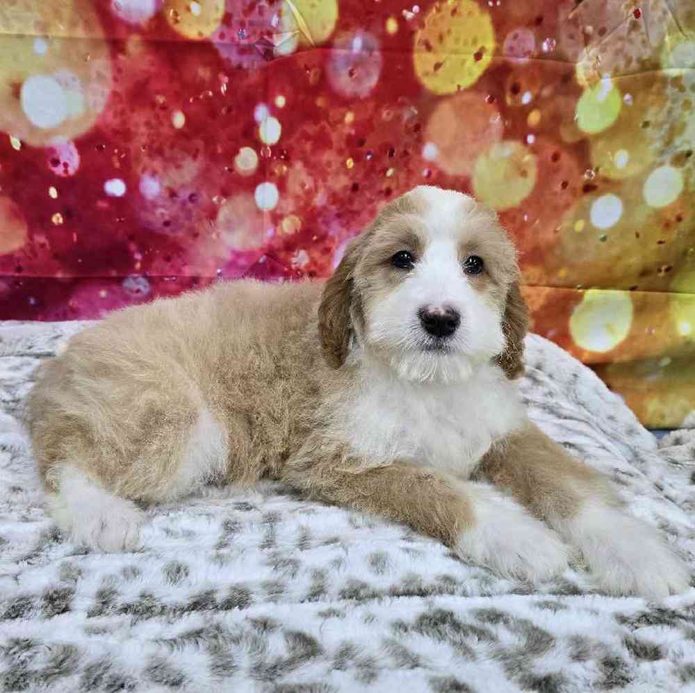 Male Mini Woodle Puppy for Sale in Virginia Beach, VA