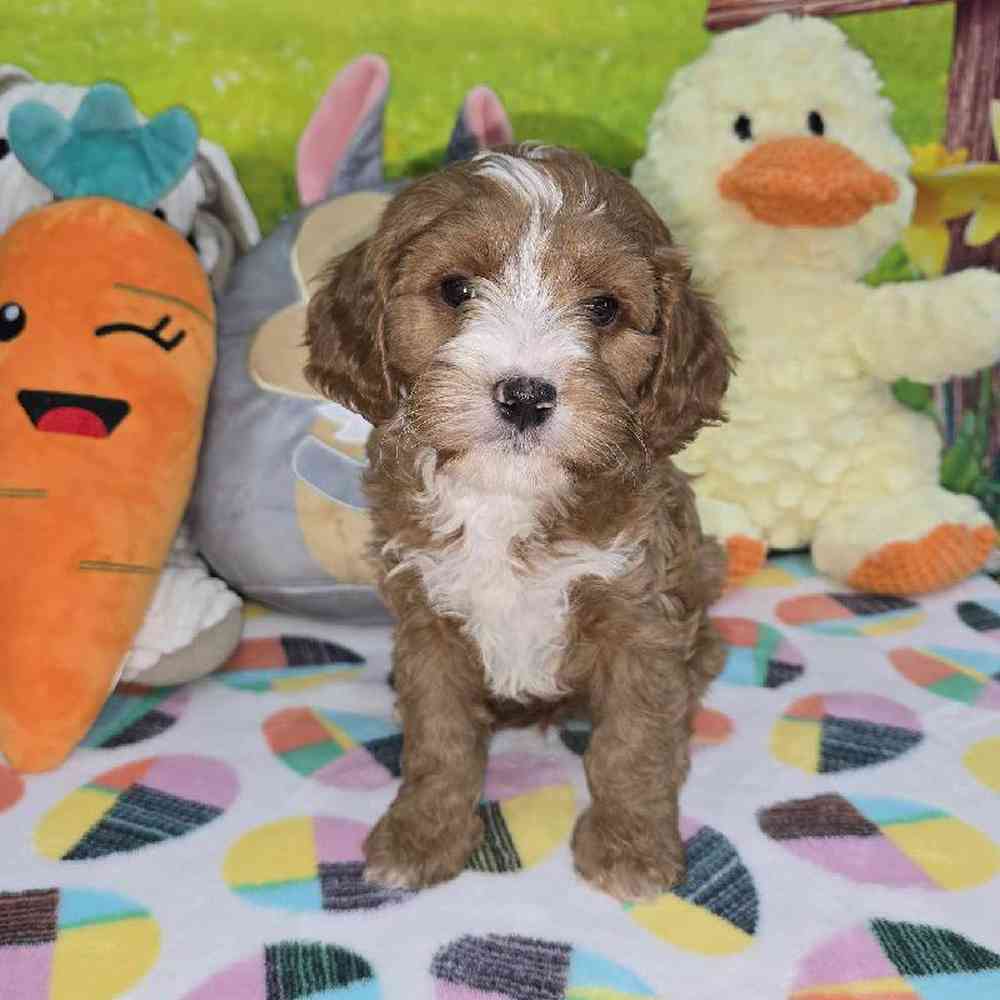 Male Cavapoo Puppy for Sale in Virginia Beach, VA