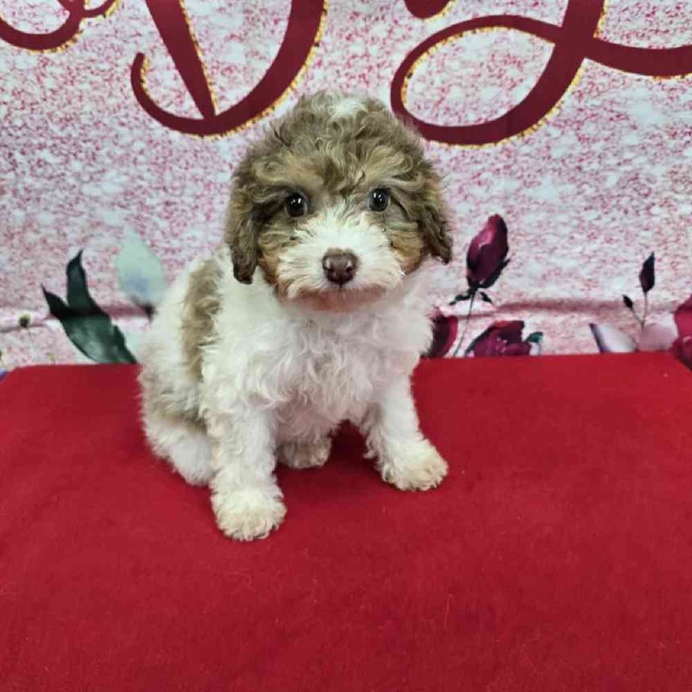 Male Havapoo Puppy for Sale in Virginia Beach, VA