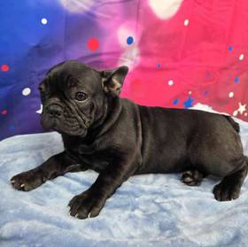 French Bulldog