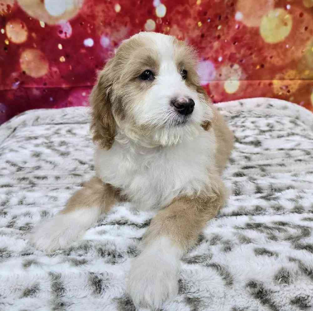 Male Mini Woodle Puppy for Sale in Virginia Beach, VA