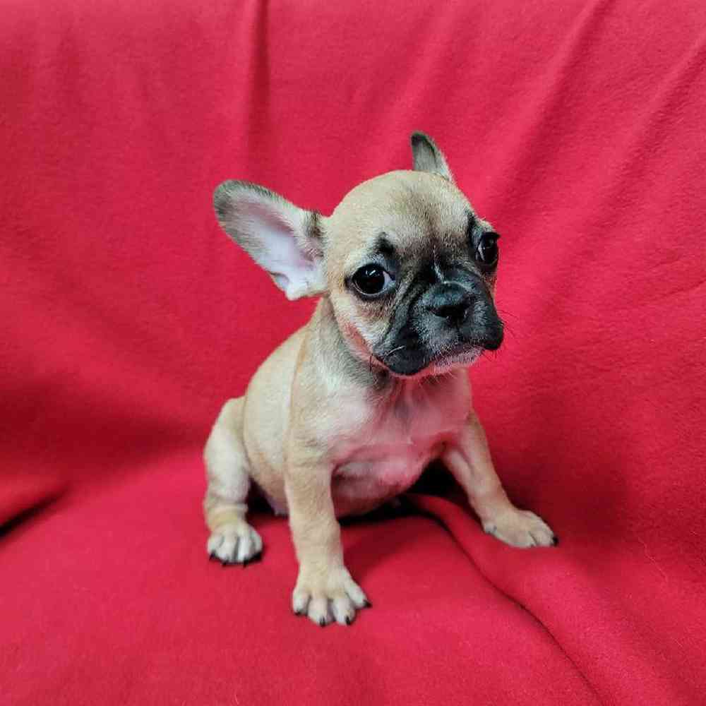 Female French Bulldog Puppy for Sale in Virginia Beach, VA
