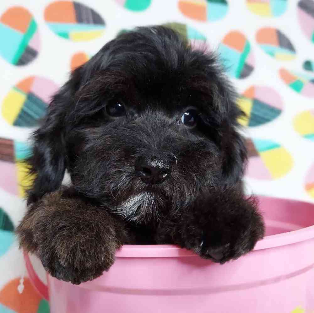 Male Dachshund-Cavalier King Charles Spaniel Puppy for sale