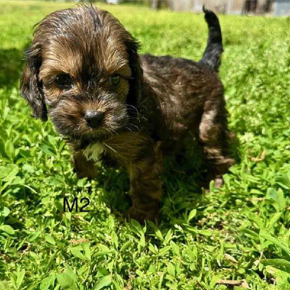 Male Cockapoo Puppy for Sale in Virginia Beach, VA