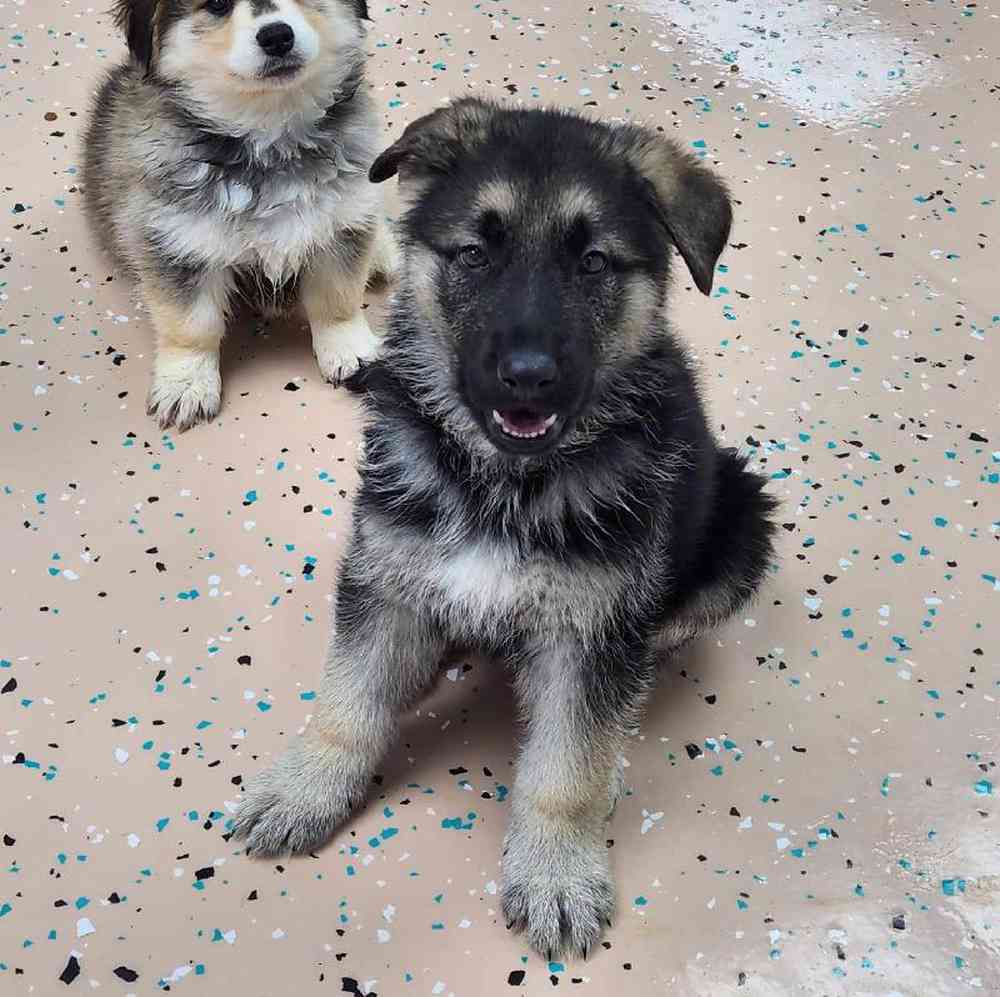 Male German Shepherd Puppy for Sale in Virginia Beach, VA