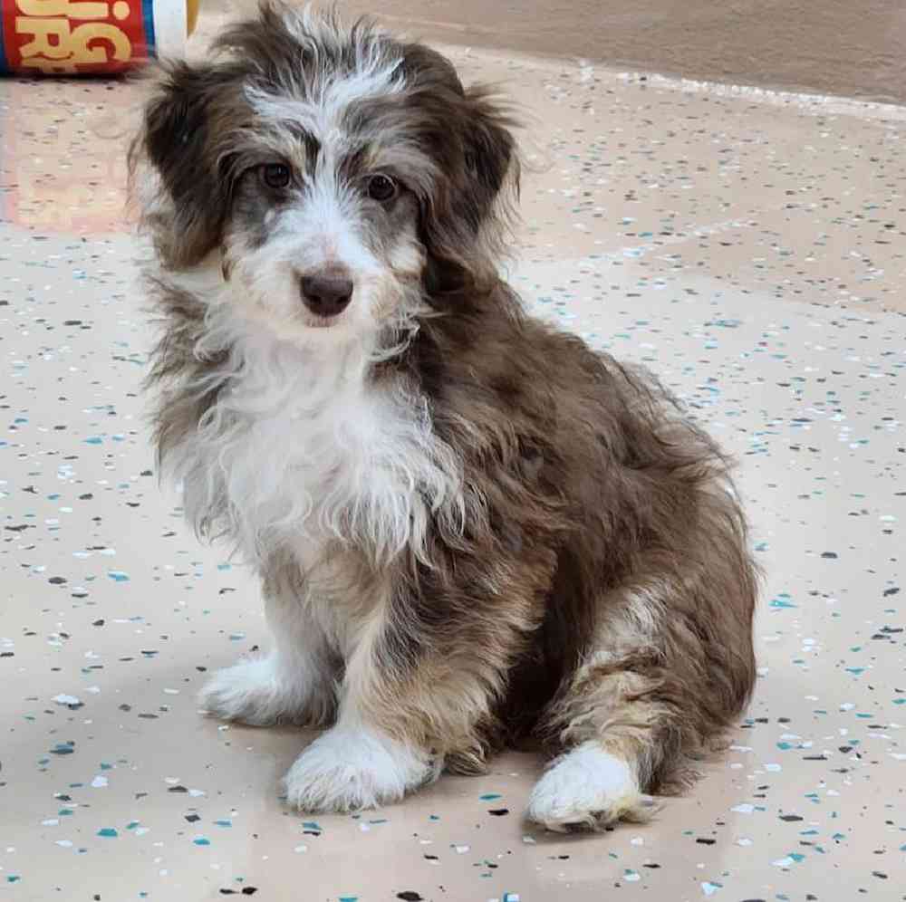 Female Mini Aussiedoodle Puppy for Sale in Virginia Beach, VA