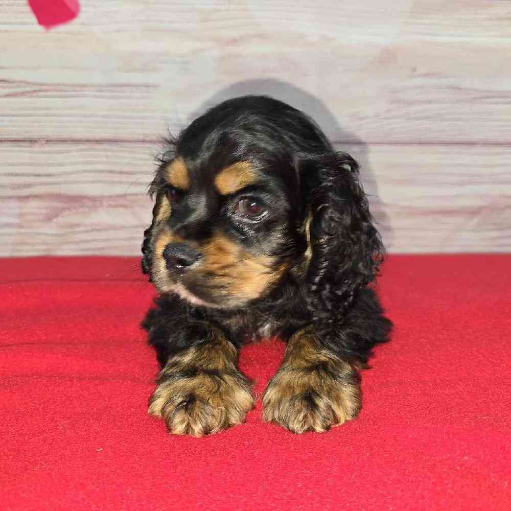 Male Cocker Spaniel Puppy for Sale in Virginia Beach, VA