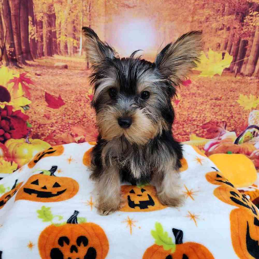 Male Yorkie Puppy for Sale in Virginia Beach, VA