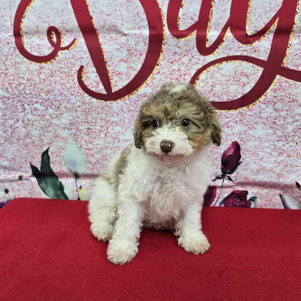Male Havapoo Puppy for Sale in Virginia Beach, VA