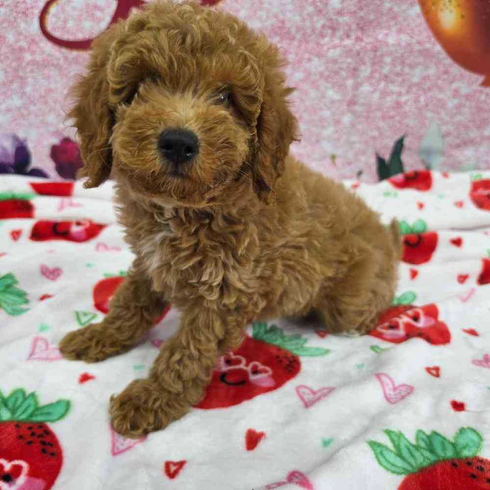 Female Mini Goldendoodle Puppy for Sale in Virginia Beach, VA