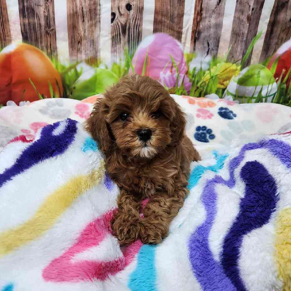 Female Cavapoo Puppy for Sale in Virginia Beach, VA