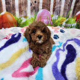 Cavapoo