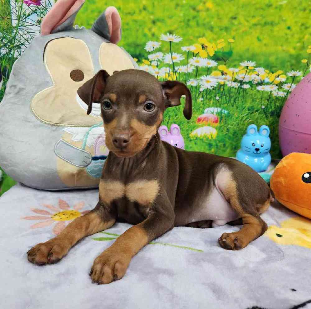 Male Min Pin Puppy for Sale in Virginia Beach, VA