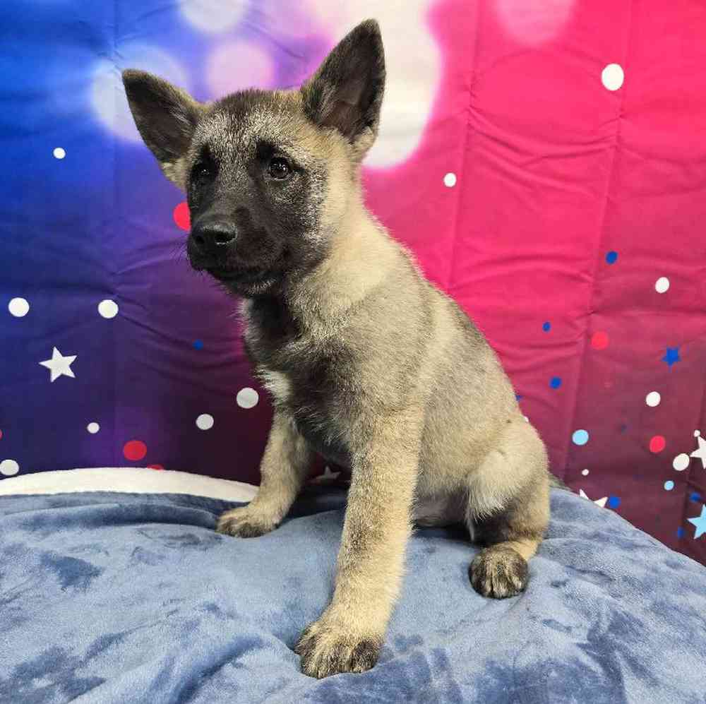 Male Norwegian Elkhound Puppy for Sale in Virginia Beach, VA