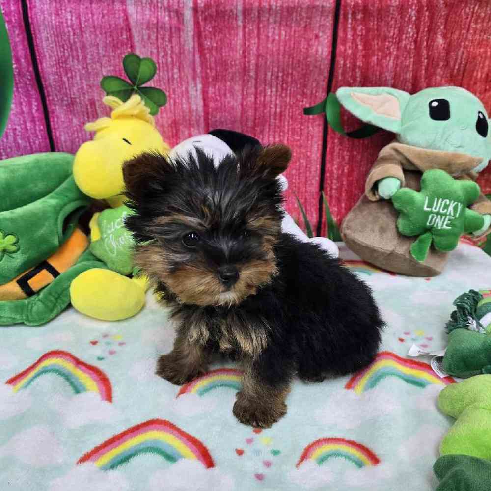 Male Yorkie Puppy for Sale in Virginia Beach, VA