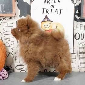 Pomeranian