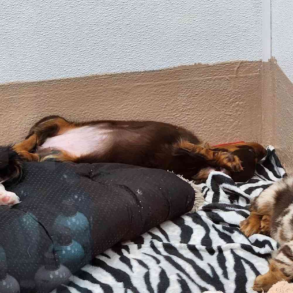 Female Dachshund Puppy for Sale in Virginia Beach, VA