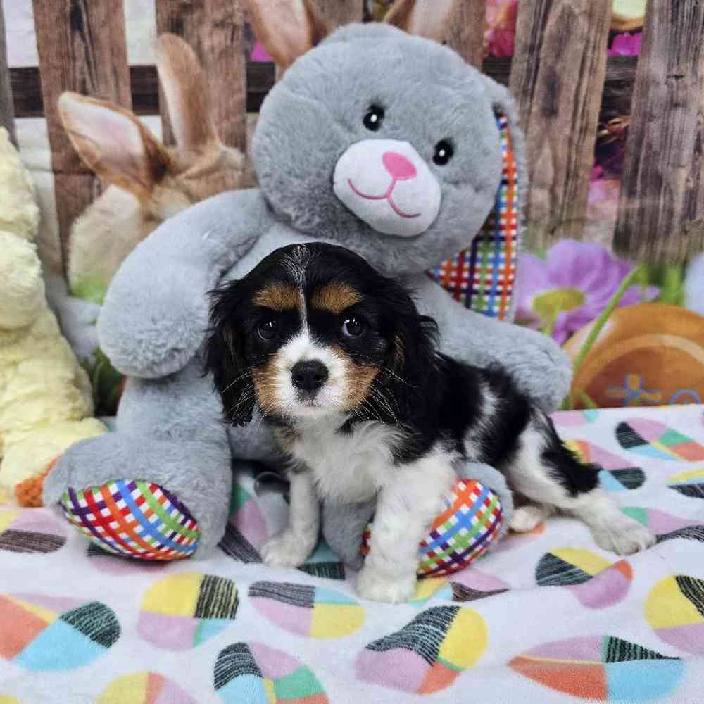 Female Cavalier King Charles Spaniel Puppy for Sale in Virginia Beach, VA