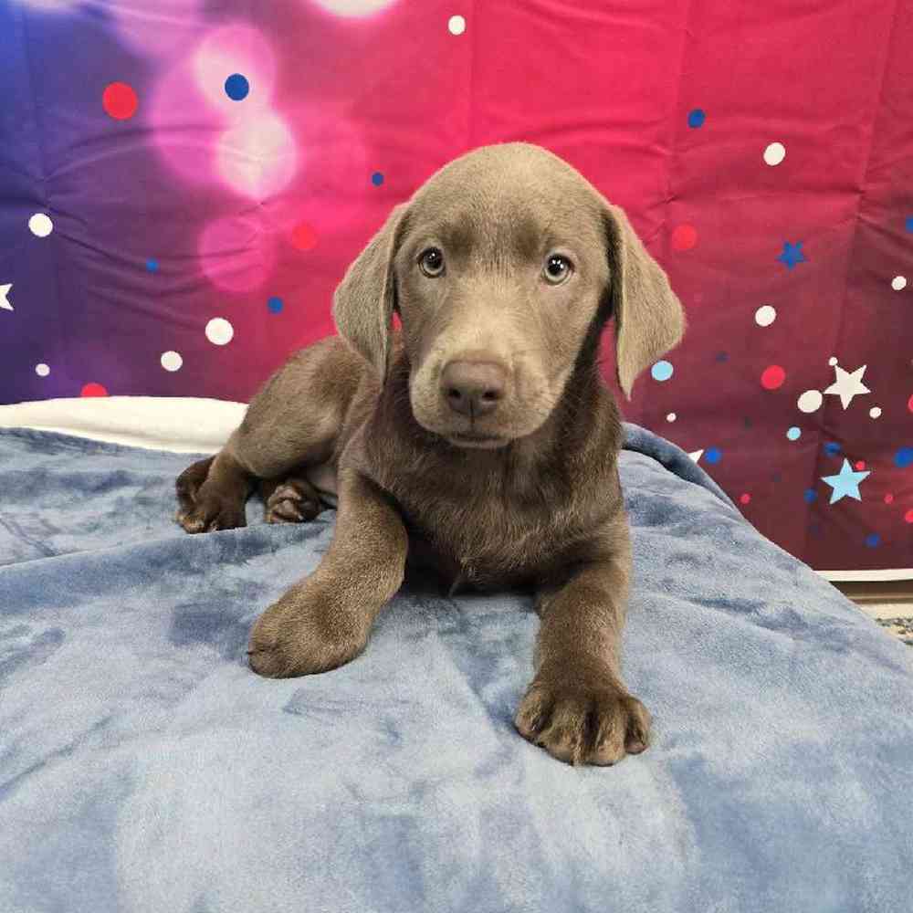 Female Labrador Retriever Puppy for Sale in Virginia Beach, VA