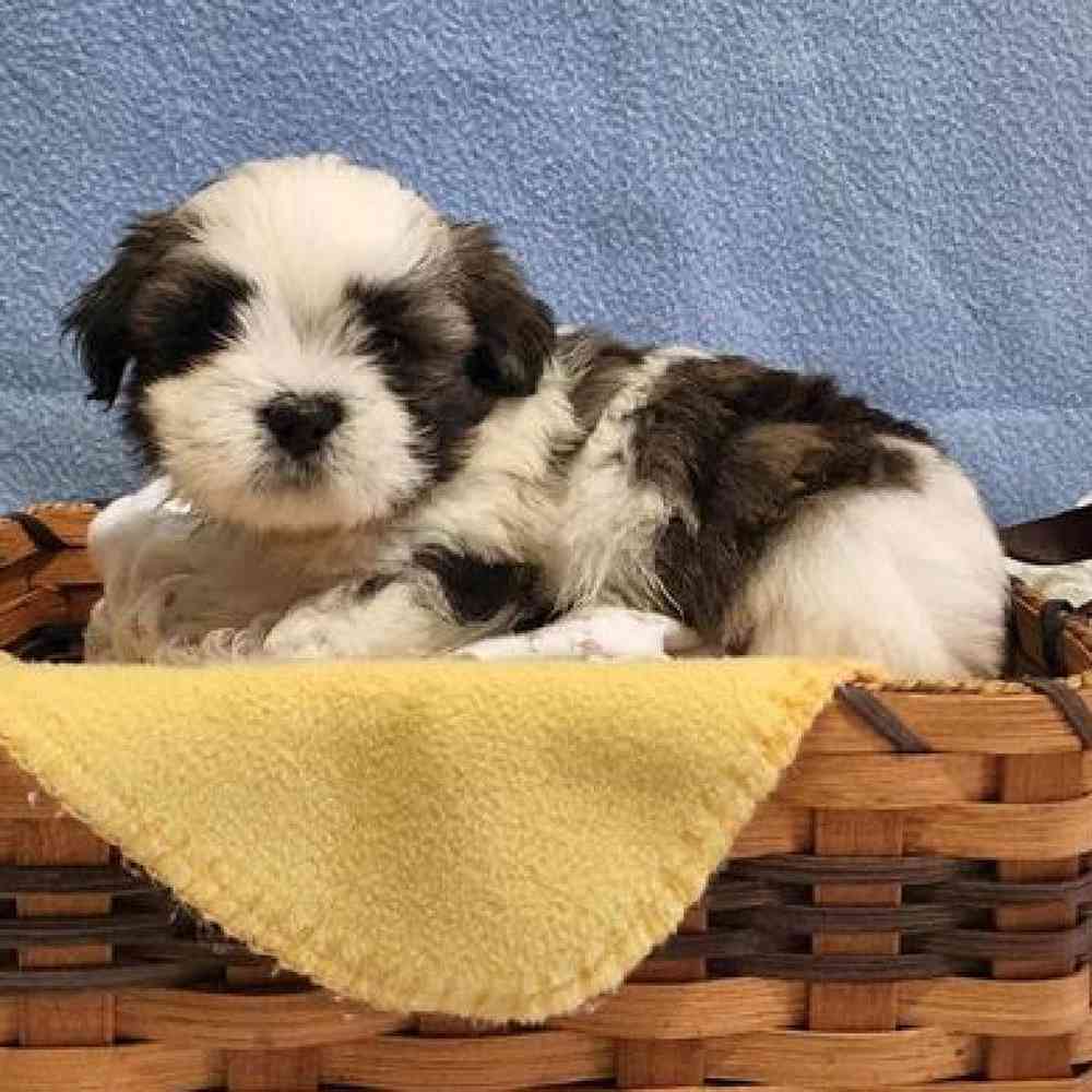 Male Malshi Puppy for sale