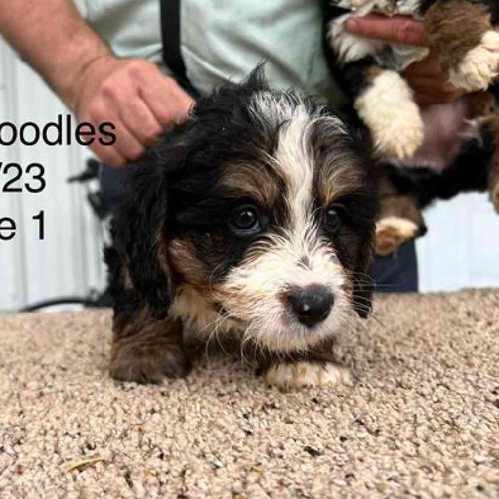 Male Mini Bernadoodle Puppy for Sale in Virginia Beach, VA