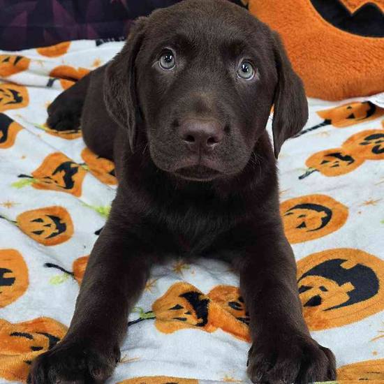 Labrador Retriever