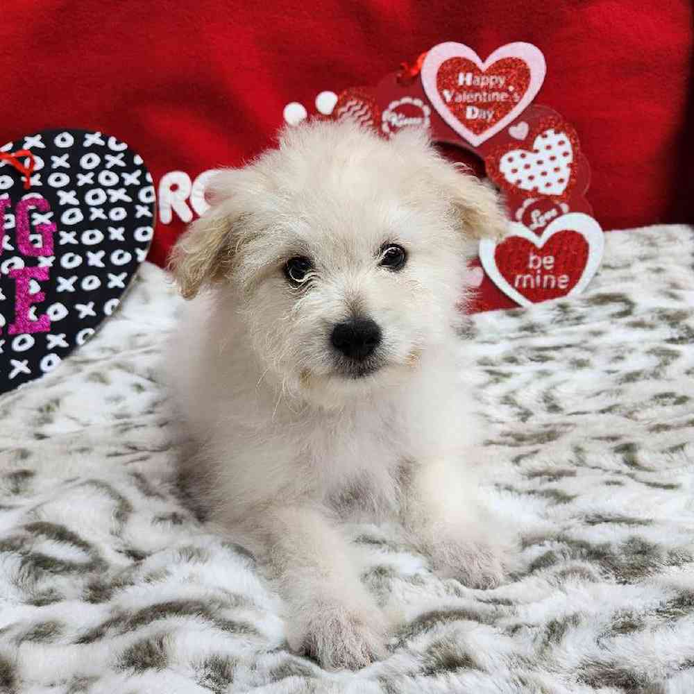 Male Pompoo Puppy for Sale in Virginia Beach, VA