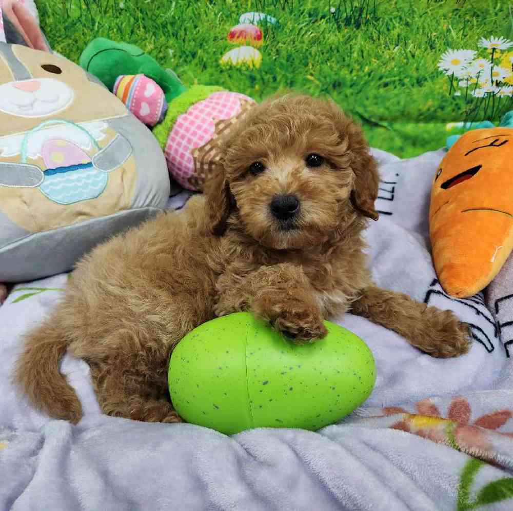 Male Mini Woodle Puppy for Sale in Virginia Beach, VA