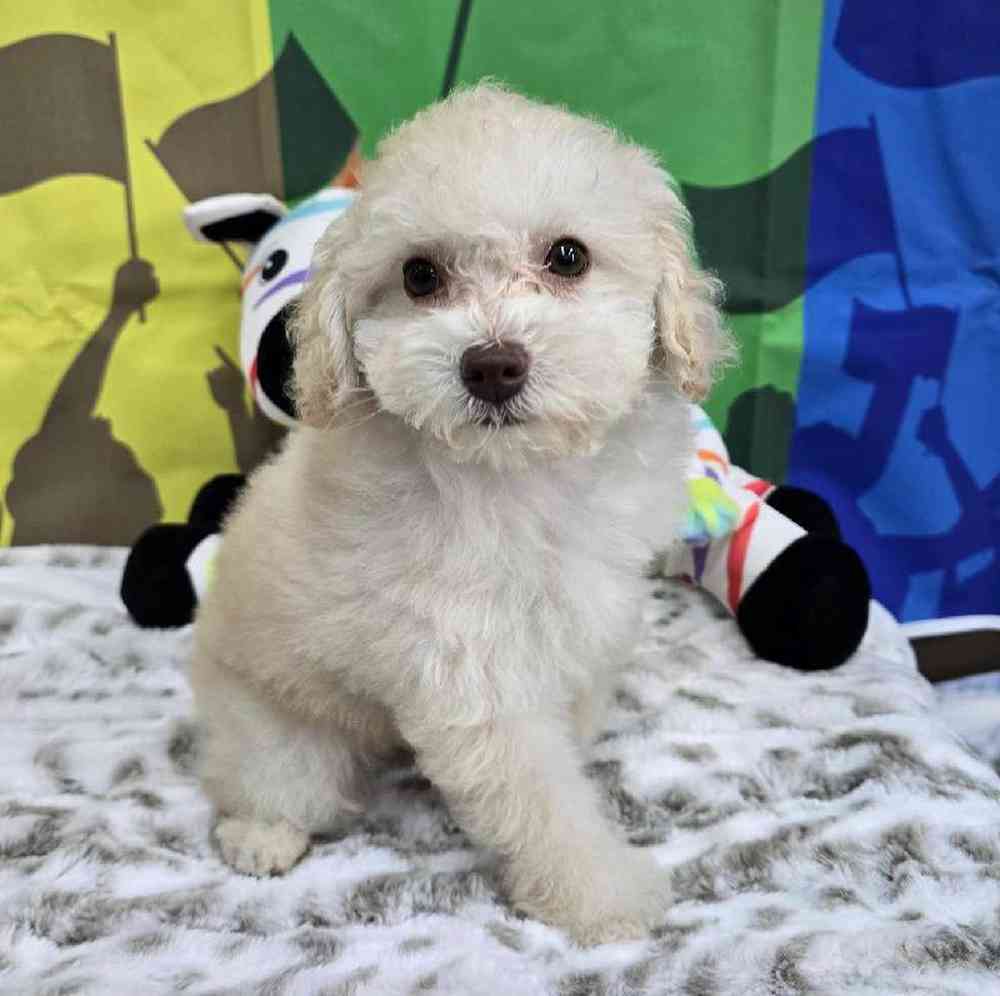 Female Poodle Toy Puppy for Sale in Virginia Beach, VA