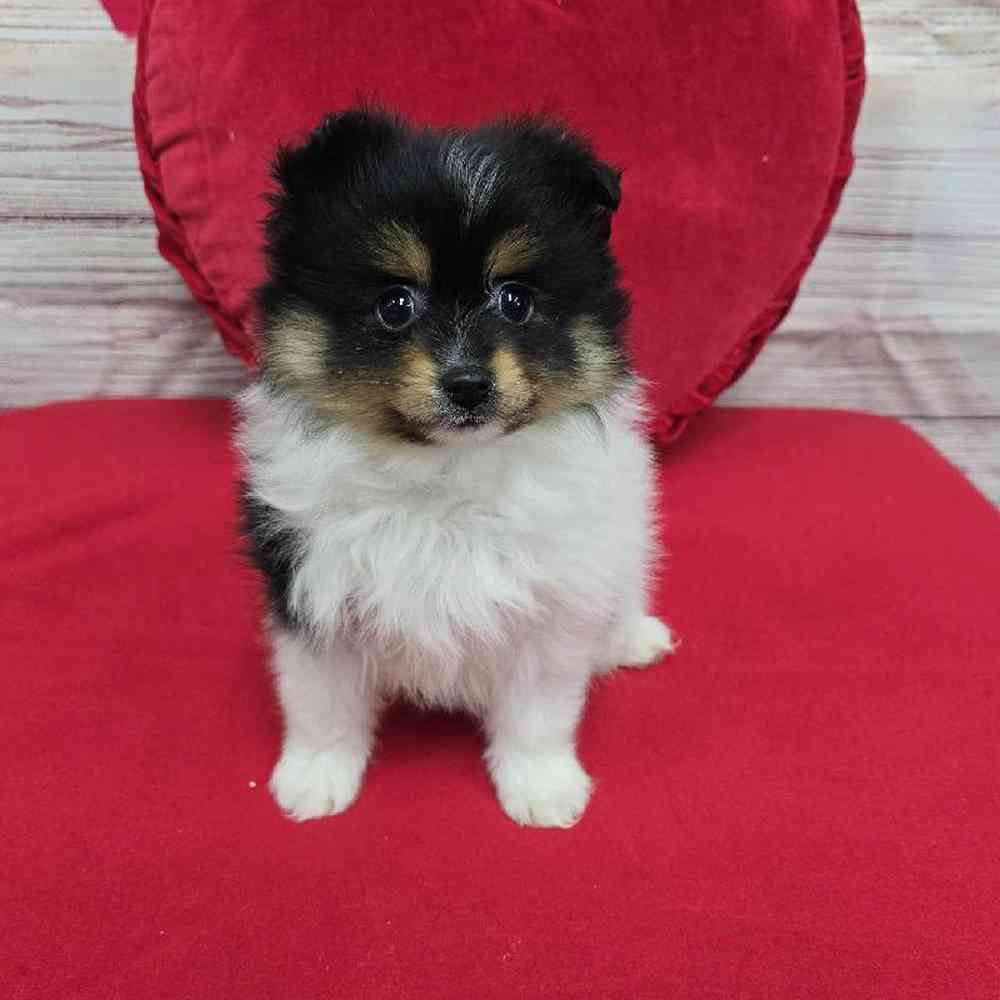 Female Pomeranian Puppy for Sale in Virginia Beach, VA