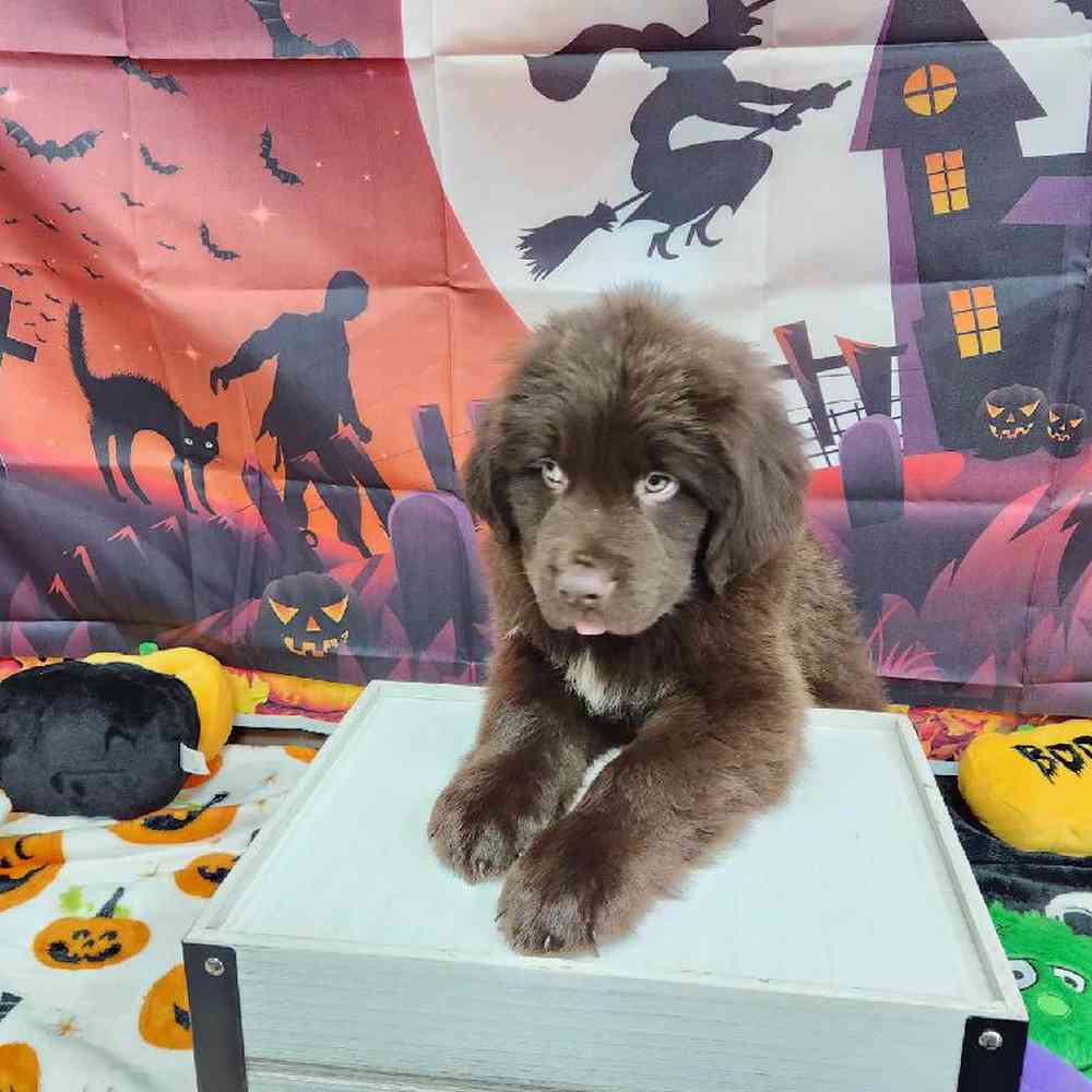 Male Newfoundland Puppy for Sale in Virginia Beach, VA