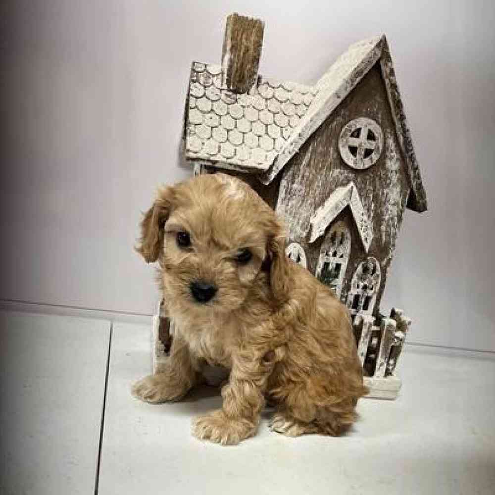 Female Cavapoo Puppy for Sale in Virginia Beach, VA