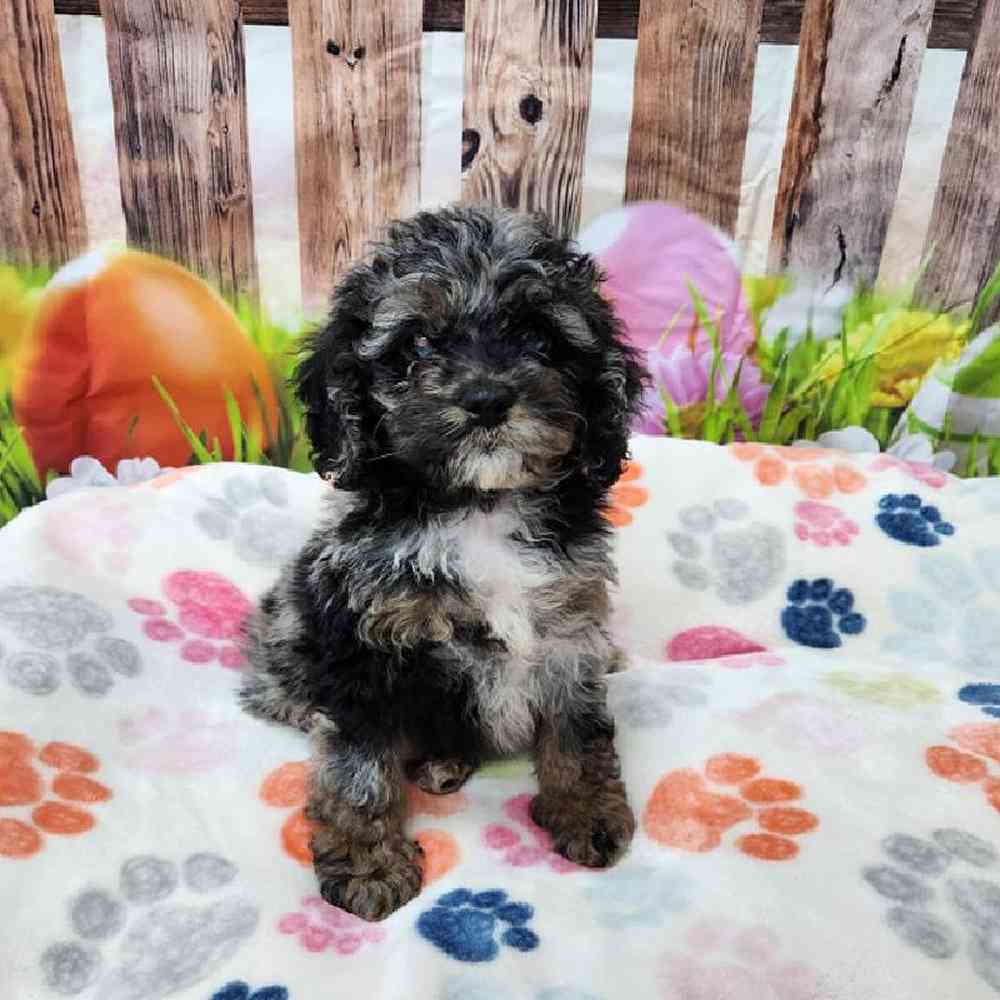 Male Cockapoo Puppy for Sale in Virginia Beach, VA