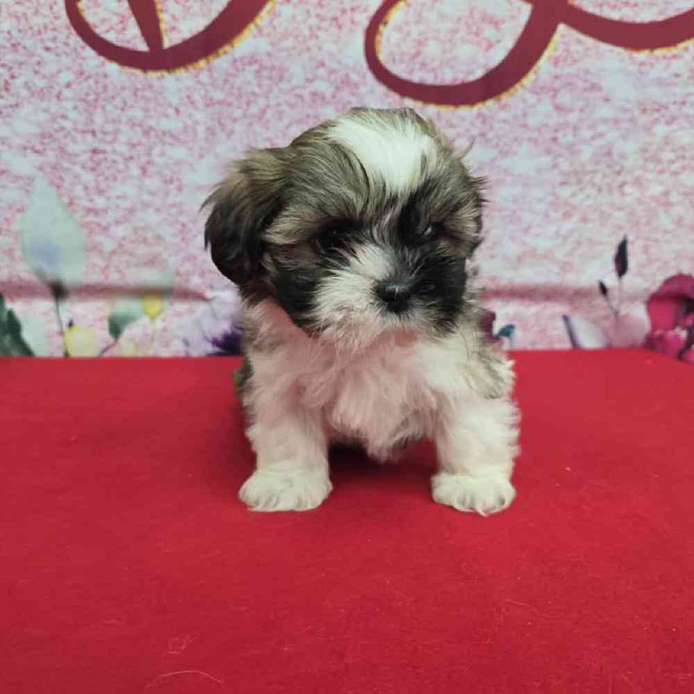 Female Shih Tzu Puppy for Sale in Virginia Beach, VA