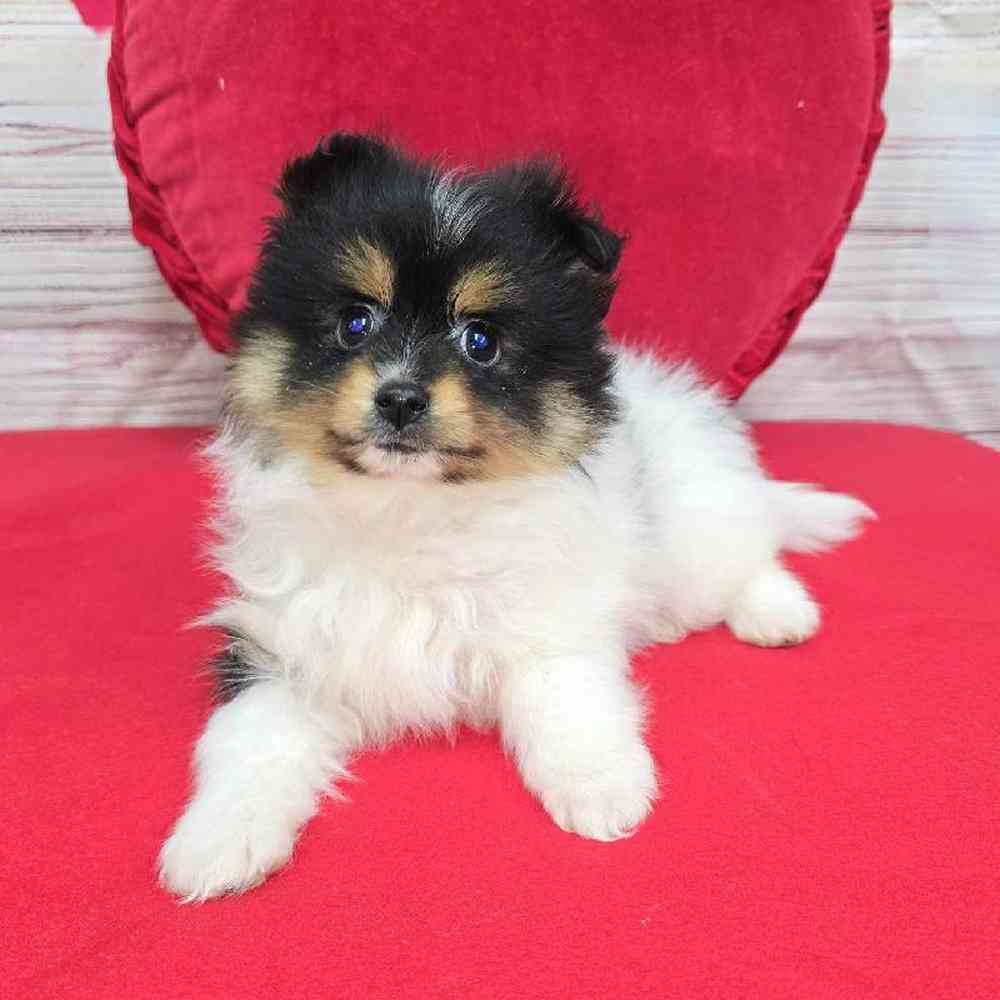 Female Pomeranian Puppy for Sale in Virginia Beach, VA