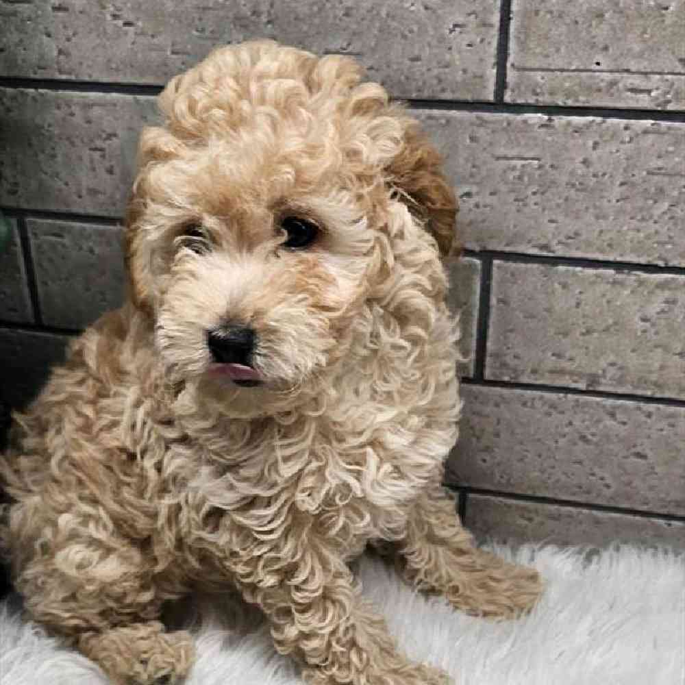 Male Mini Poodle Puppy for Sale in Virginia Beach, VA