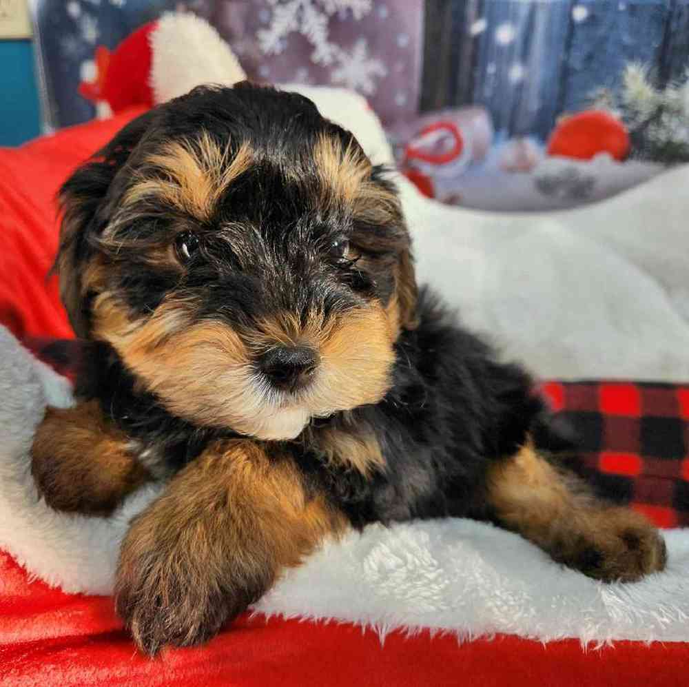 Male Morkie Puppy for Sale in Virginia Beach, VA