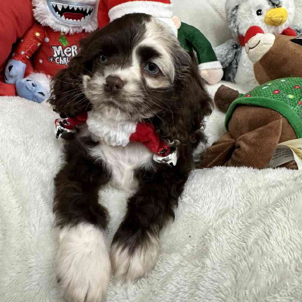 Female Cocker Spaniel Puppy for Sale in Virginia Beach, VA